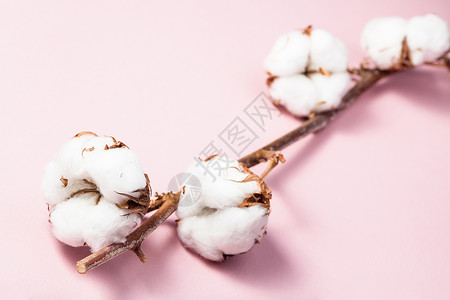 粉面纸上成熟的棉花植物分支背景高清图片