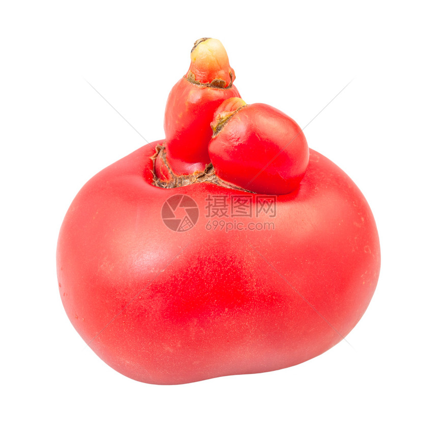 新鲜粉红番茄其生长与白色背景隔离图片