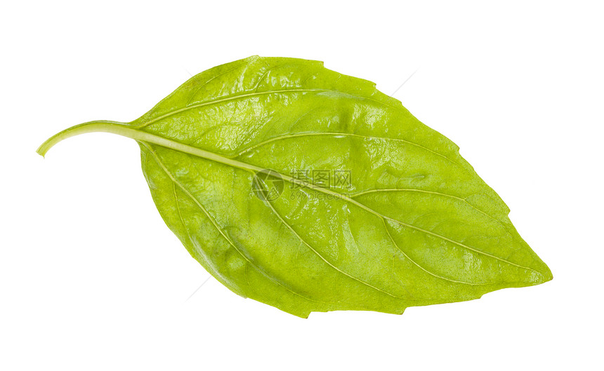 在白色背景中被隔离的新鲜绿色Basil草药的湿叶背面图片