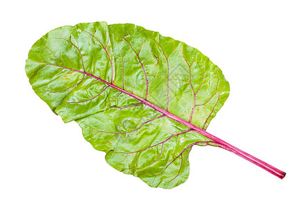 白背景中孤立的甜菜湿叶背景图片
