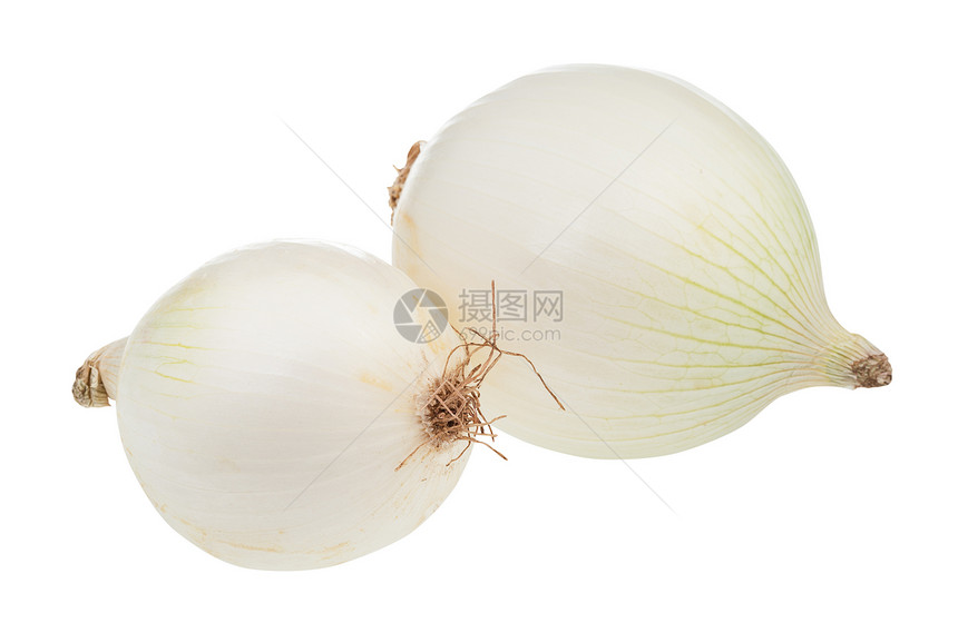 在白色背景上隔离的两只成熟白洋葱灯泡图片