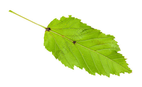白色背景上隔离的amur映像树Taratar映像绿叶的后面图片
