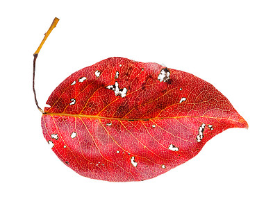 在白色背景上被孤立的梨树红落叶图片