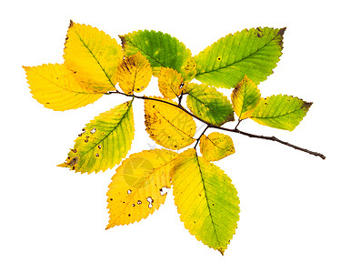 秋天榆树的叶子变黄的枝孤立于白色背景上高清图片