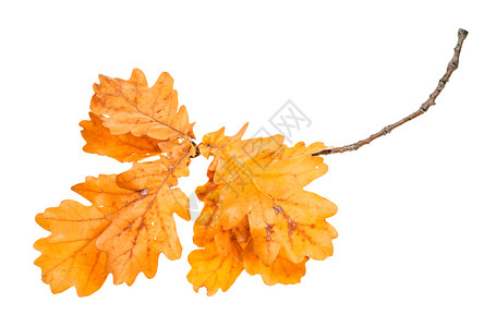 秋天有橙橡树叶的枝图片
