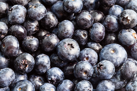 天然食物背景许多新鲜收获的蓝莓特配图片