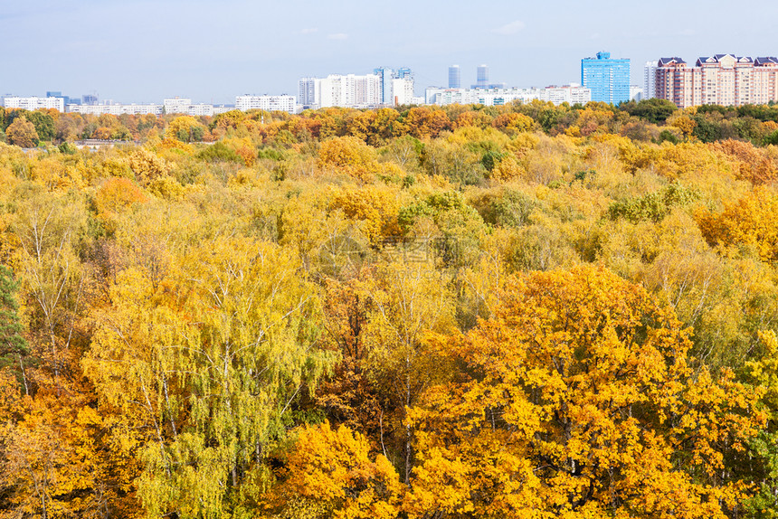 阳光明媚的秋天黄森林和地平线上的公寓房图片