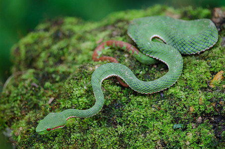 蛇脂波普泰国森林中的青蛇TrimeresurusPopeiapopeiorum背景