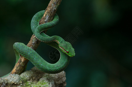 树蛇波普泰国森林中的青蛇TrimeresurusPopeiapopeiorum背景