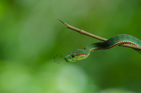树蛇波普泰国森林中的青蛇TrimeresurusPopeiapopeiorum背景