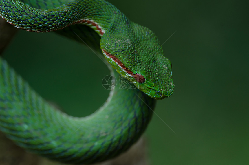 波普泰国森林中的青蛇TrimeresurusPopeiapopeiorum图片