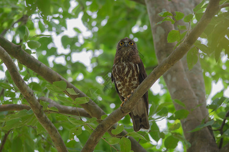 树上自然的棕鹰猫头Ninoxscutulata图片