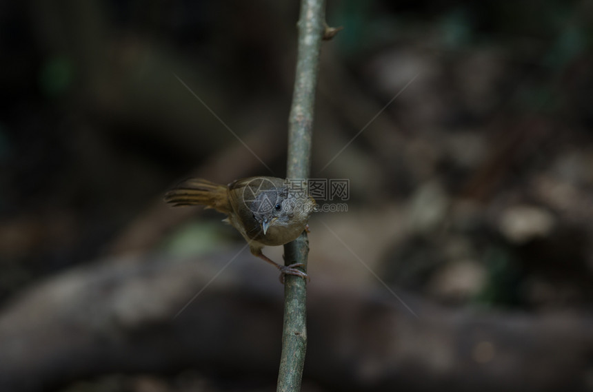 泰国森林中的褐颊黄貂灰眼黄貂图片