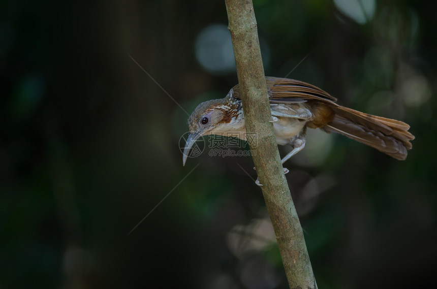 泰国树枝上的弯嘴鸟图片