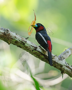 树枝上的红色与黑色羽毛的小鸟图片