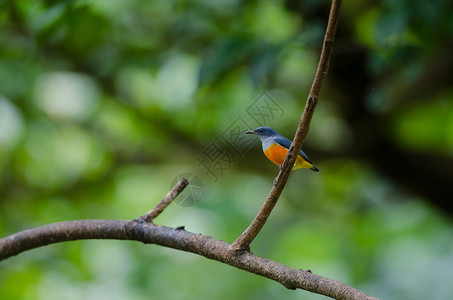 橙色环绕的花皮鸟在树枝上纠缠图片