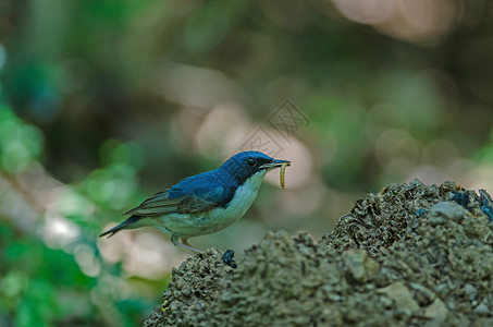 入迷西伯利亚蓝蜂Lusciniacyane美丽的蓝鸟在大自然中站立背景