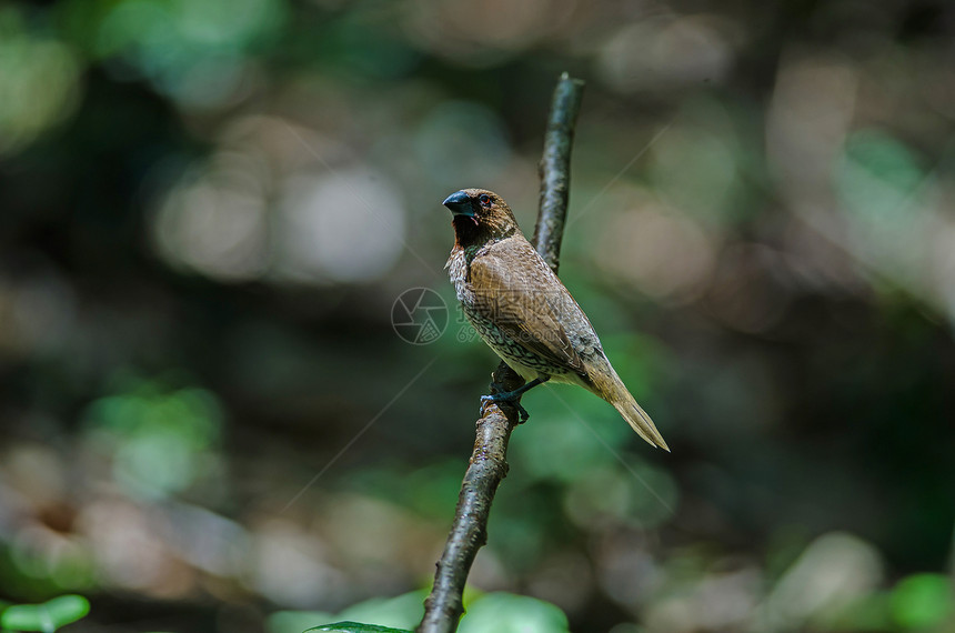 泰国自然界的鳞片胸文鸟Lonchurapunctulata图片