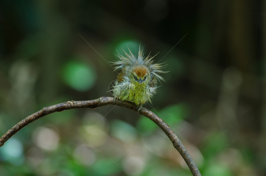 泰国森林中的PinricedTitBabbler巨核毛质图片