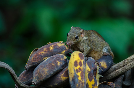 泰国森林中常见或南方Tupaiaglis吃香蕉背景