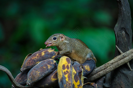 泰国森林中常见或南方Tupaiaglis吃香蕉图片