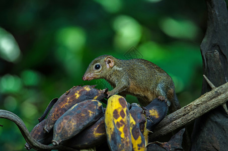 泰国森林中常见或南方Tupaiaglis吃香蕉图片