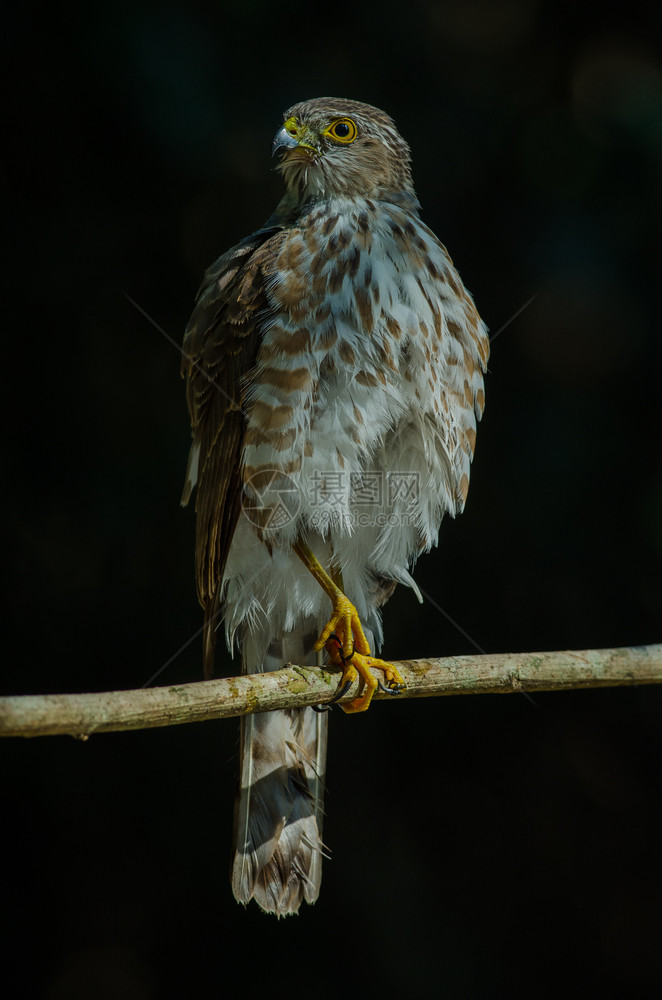 贝斯拉雀鹰活养殖者自然质泰国图片