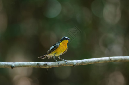 泰国自然界的黄大风苍蝇捕捉器Ficedulazanthopygia图片