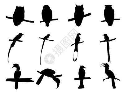 捕蝇器鸟类矢量插图剪影插画
