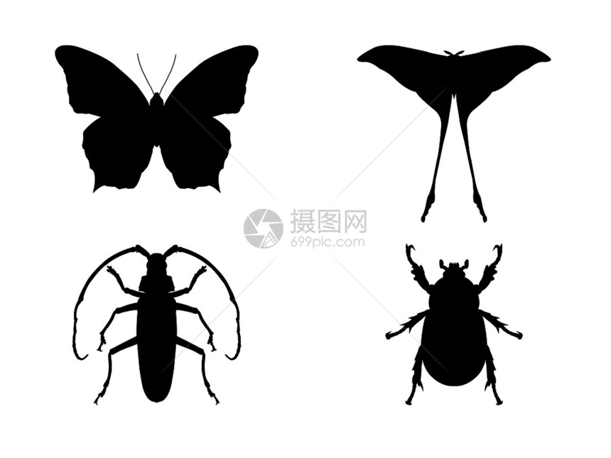 昆虫矢量插图剪影图片