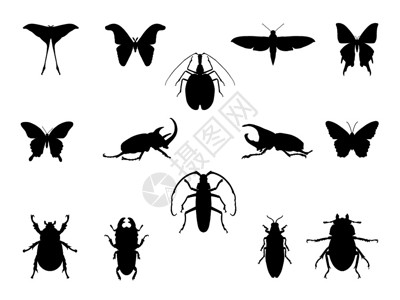 昆虫矢量插图剪影图片