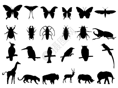 犀牛呼吸声鸟类昆虫和野生动物剪影插画