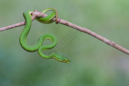 道奇蝰蛇脊椎动物闪锌矿高清图片