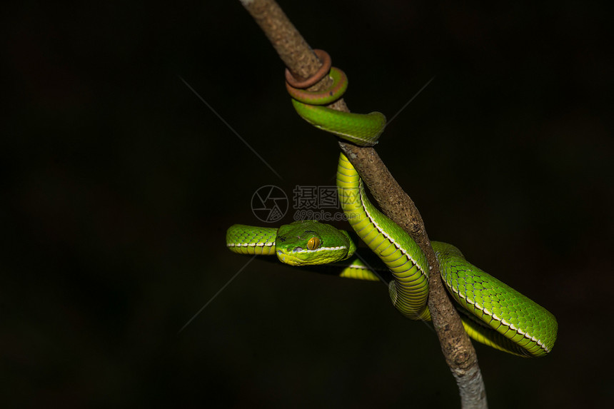 特写黄唇绿斑蝰蛇trimeresurustrigonocephalus在泰国的质图片