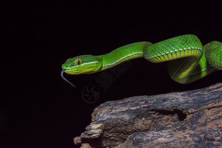 特写黄唇绿斑蝰蛇trimeresurustrigonocephalus在泰国的质背景