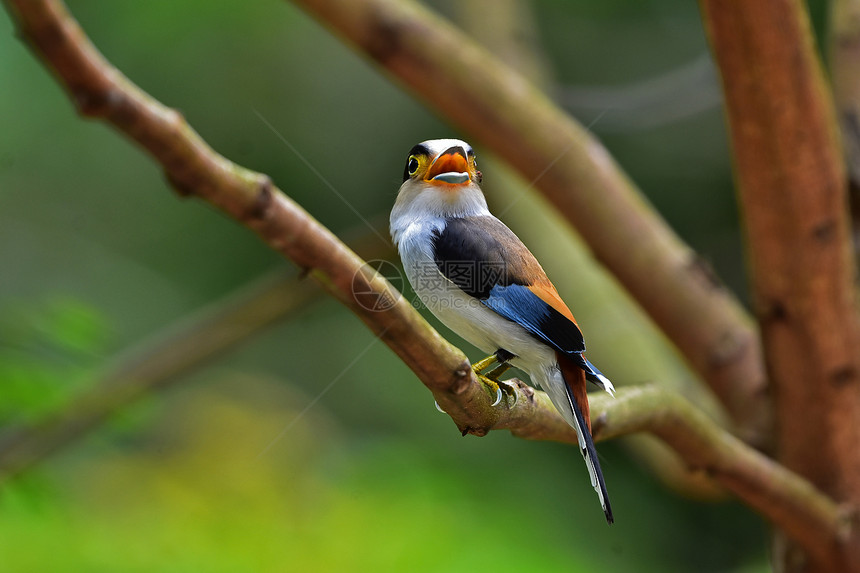 树枝上的彩色鸟银胸阔嘴鹬Serilophuslunatus图片