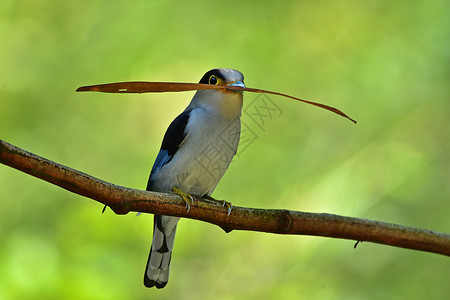 反嘴鹬树枝上的彩色鸟银胸阔嘴鹬Serilophuslunatus背景