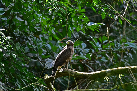 白骨蛇鹰在泰国森林的一个孔洞中栖息图片