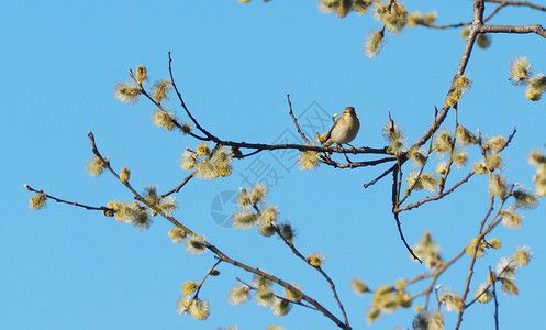 柳树枝上的家禽捕捉器图片