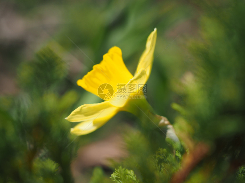 床上的花水仙子图片