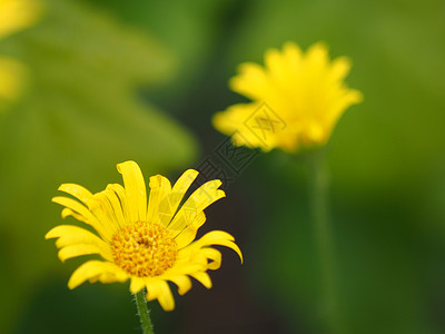 森林中的黄菊花背景图片