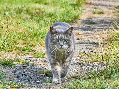 在路上的猫图片