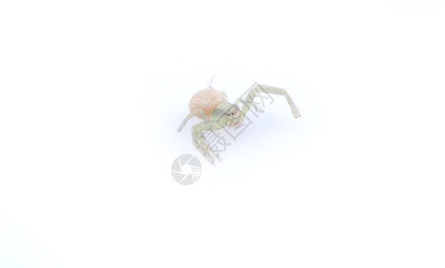 蜘蛛在白色背景上吃苍蝇图片