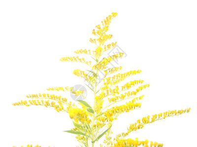 白色背景的金花朵图片