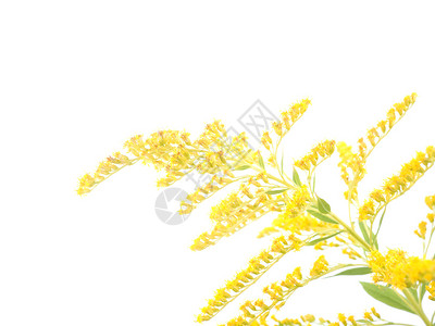 白色背景的金花朵背景图片