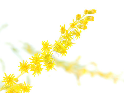 白色背景的金花朵图片
