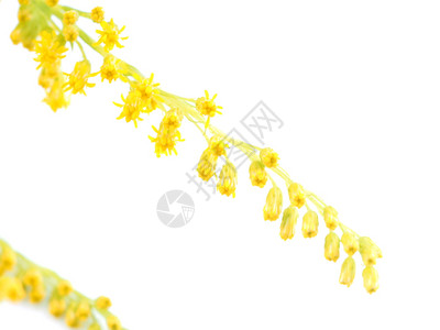 金花朵草药图片