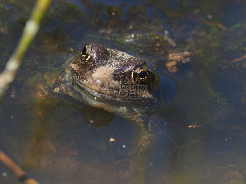 青蛙在水中夏天图片