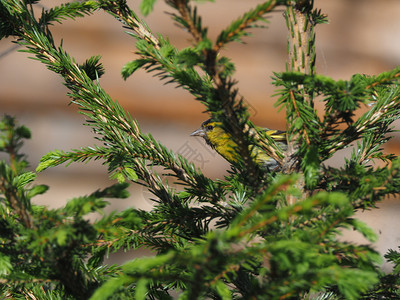 圣诞树上的绿雀鸟背景图片