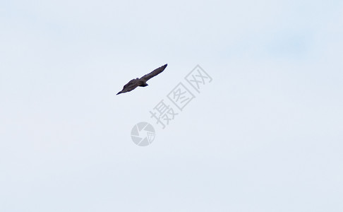 猎鸟黑在天空中飞翔图片